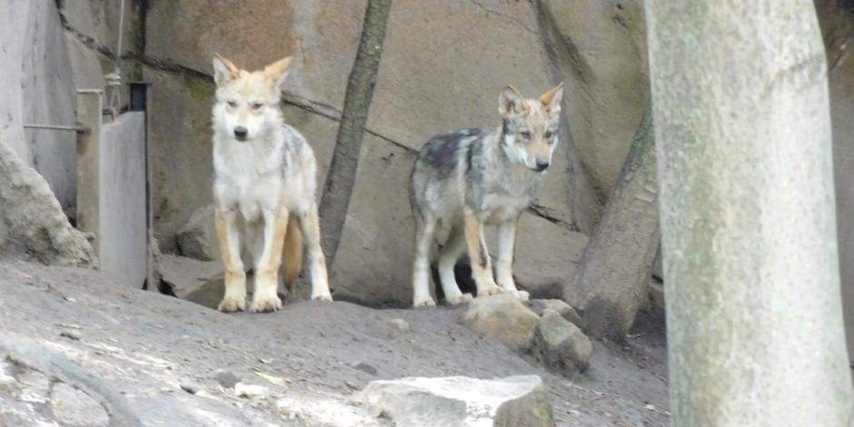 De acuerdo con el Zoológico de Chapultepec tres son machos y dos hembras.