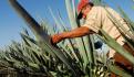 Gobierno de México ampliará “Sembrando Vida” para sustituir plantación y cultivo de amapola