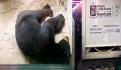 Perro chihuahua sale en defensa de vecinos y enfrenta a oso (VIDEO)