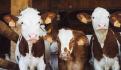 Piden no importar ganado desde Argentina ante fiebre aftosa
