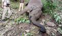 Nacen elefantes sin colmillos tras años de caza furtiva en África