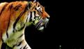 Matan a tigre blanco en Querétaro; merodeaba por las calles
