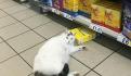 Una mujer descubrió al gato tratando de robarse una caja de la tienda