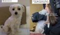 TikTok: Competencia de 'terquedad' entre perro y hombre se lleva millones de vistas