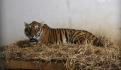 Trasladan al Parque Ecológico de Zacango a 5 felinos más del Black Jaguar-White Tiger