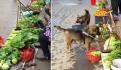 Perrito espera todos los días en la calle para que le den un pan; VIDEO enternece las redes