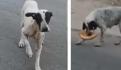 ¡Cuidado “Lomito”!: Perro salva a su amigo de ser atropellado por un vehículo en la calle (VIDEO)