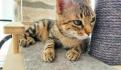 Los gatitos no maúllan, los gatitos facturan: ¿Qué son los "Nekonomics" en la economía japonesa?