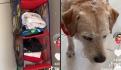 (VIDEO) "Perroveja" es captada corriendo con una jauría de canes y se vuelve viral