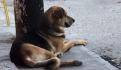 'Mito', el perrito rescatado en el Metro CDMX ya está listo para ser adoptado