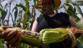 Disputa por maíz: Canadá va con EU y ya son 2 contra México