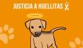 #JusticiaParaHuellitas. Menor que quitó la vida a perrito, debe recibir atención psicológica, dice la SEP