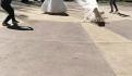 VIDEO. Perrito de la calle llora luego de que una joven le diera comida