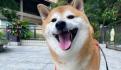 ¡Tú no! Muere Kabosu, la perrita japonesa detrás del meme Doge