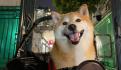 ¡Tú no! Muere Kabosu, la perrita japonesa detrás del meme Doge