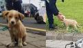 VIDEO. Captan a empleado de hotel para perros en CDMX asfixiando a 'lomito'