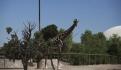 ¿Quieres visitar a la jirafa Benito? Esto cuesta la entrada a Africam Safari en Puebla