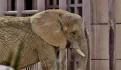 Gipsy, la elefanta que acompaña a Ely, también fue rescatada de un circo