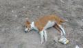 Investigan muerte de 8 perros por envenenamiento en refugio de Jocotitlán
