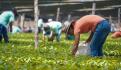 Campesinos morelenses protestan en Zócalo capitalino; exigen fertilizantes