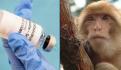 Mono leoncillo: en Ecuador encuentran nueva especie; primate más pequeño del mundo