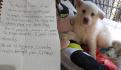 TikTok: Hombre sube a su perrito a un "caballito" y se vuelve viral (VIDEO)