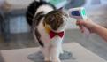 Rusia registra la primera vacuna contra COVID-19 para perros y gatos