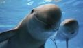 AMLO: No son necesarias sanciones del extranjero ante peligro de extinción de vaquita marina