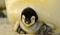 ¿Cuándo y a qué hora ver la presentación de Alex, el pingüino que nació en el Acuario Inbursa?