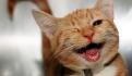 Gatito causa furor en redes sociales tras ser el padrino de anillos en una boda