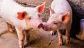 China detiene importaciones de carne tras infecciones en mataderos europeos