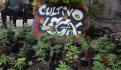 Cannabis ayuda ante COVID-19, asegura titular de Conadic