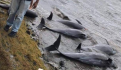 Hallan 7 mil focas muertas tras "aborto masivo" en playa de Namibia