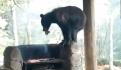 Perro chihuahua sale en defensa de vecinos y enfrenta a oso (VIDEO)
