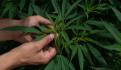 Marihuana lúdica podría aprobarse este jueves en Comisiones