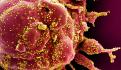 Encuentran en Dinamarca mutación de coronavirus en visones