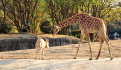 (FOTOS) Jirafa bebé en el zoológico de Chapultepec: vota para darle un nombre