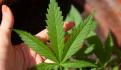 Regulación del cannabis disminuye la actuación del crimen organizado: Monreal