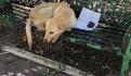 Brigada Animal rescata a un perro que dejaron encadenado dentro de un carro