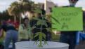 Brownies de marihuana provocan la detención y sentencia de cuatro jóvenes