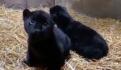 (FOTOS) Jirafa bebé en el zoológico de Chapultepec: vota para darle un nombre