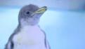 Pingüino en busca de alimento termina perdido a 3000 km de su casa