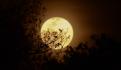 ¿Cómo y a qué hora ver la Luna Llena de Gusano este domingo 28 de marzo?