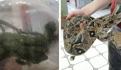 Rescatan a 75 iguanas y 30 tortugas que eran transportadas en maletas en Puebla