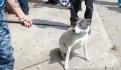 Perrita pitbull es rescatada en Azcapotzalco tras denuncias de maltrato animal