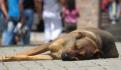 UNACDMX presentará iniciativa de ley para atender de manera "directa" a animales de la calle