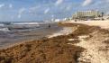 Gobierno de Quintana Roo, SEMAR y sociedad civil trabajan para limpiar sargazo de las playas