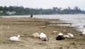 Sequía del lago Cuitzeo daña salud y economía, señala experto