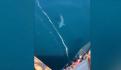 Tiburón martillo enfila hacia bañista para darle el susto de su vida (VIDEO)