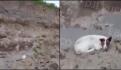 Perrito que cayó en el socavón de Puebla no es encontrado por Protección Civil (VIDEO)